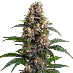 Godfather OG, Фасовка: 3+1